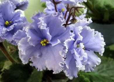 ЭльфийскийСад8